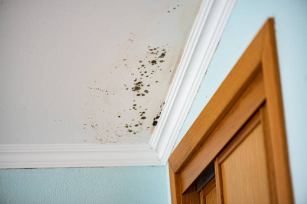 Best Fast Mold Removal  in Kendall West, FL