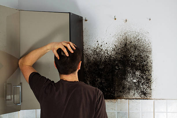 Crawl Space Mold Removal in Kendall West, FL